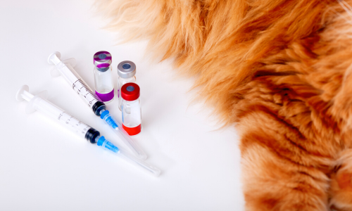 Pet with vaccine supplies