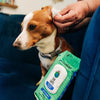 Earthbath Ear Wipes with Witch Hazel & Chamomile for Dogs and Cats