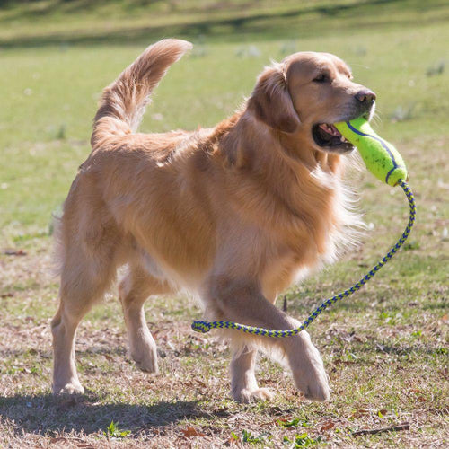 KONG AirDog Squeaker Stick Dog Toy