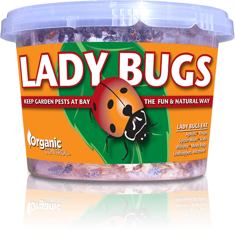 Organic Control Ladybugs - Fort Worth, TX - Handley's Feed Store