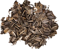 Wild Delight Striped Sunflower Seed